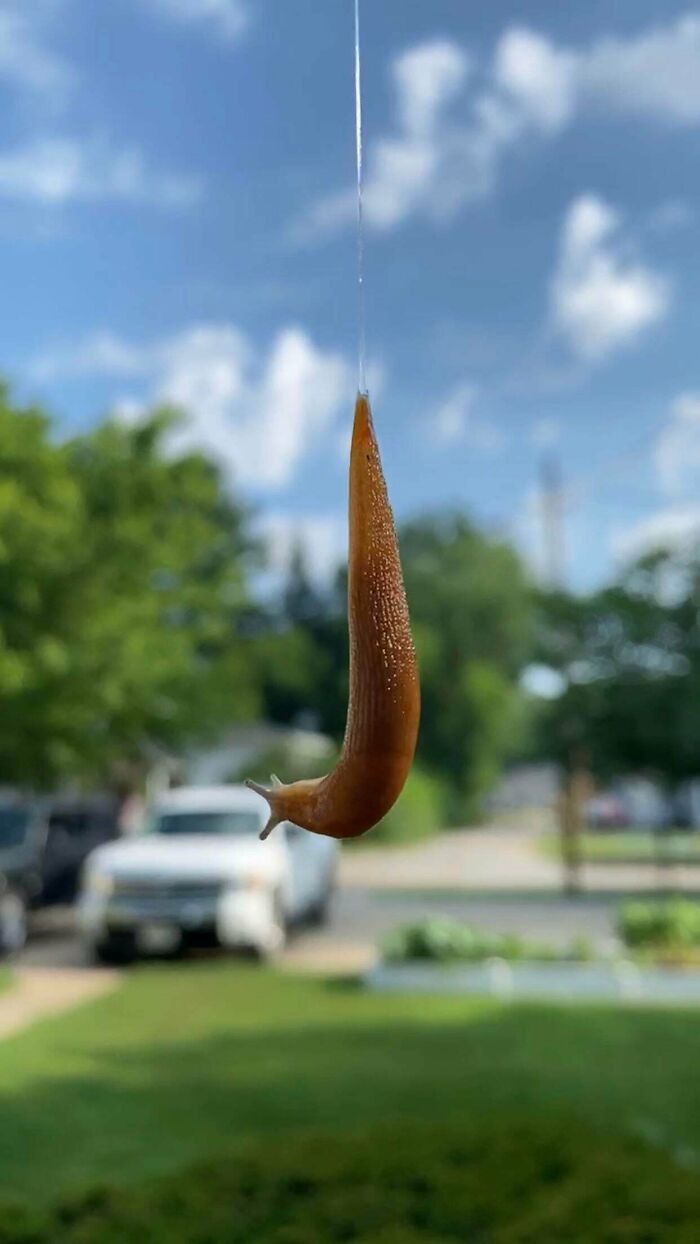 A Slug Rappelling Down From My Roof Using Its Slime