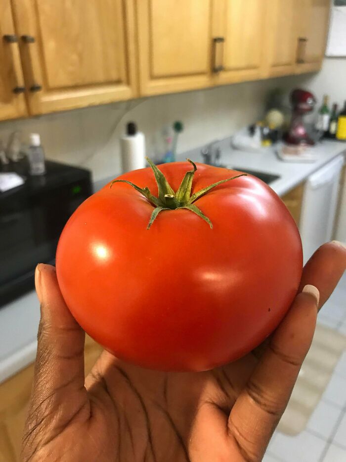Look At This Perfect Tomato