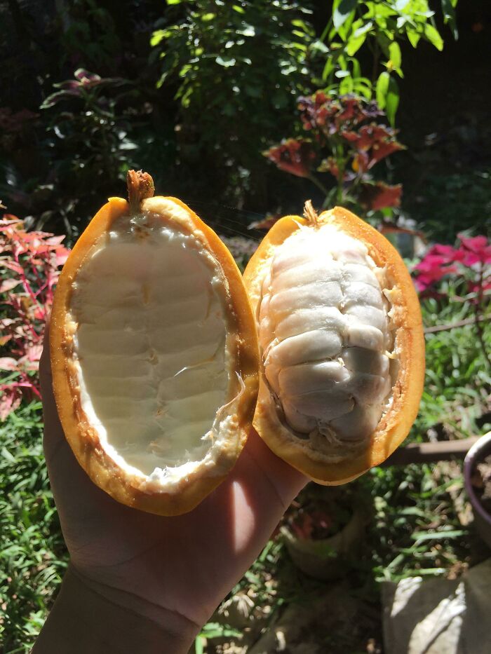 Inside Of A Fresh Cacao Pod