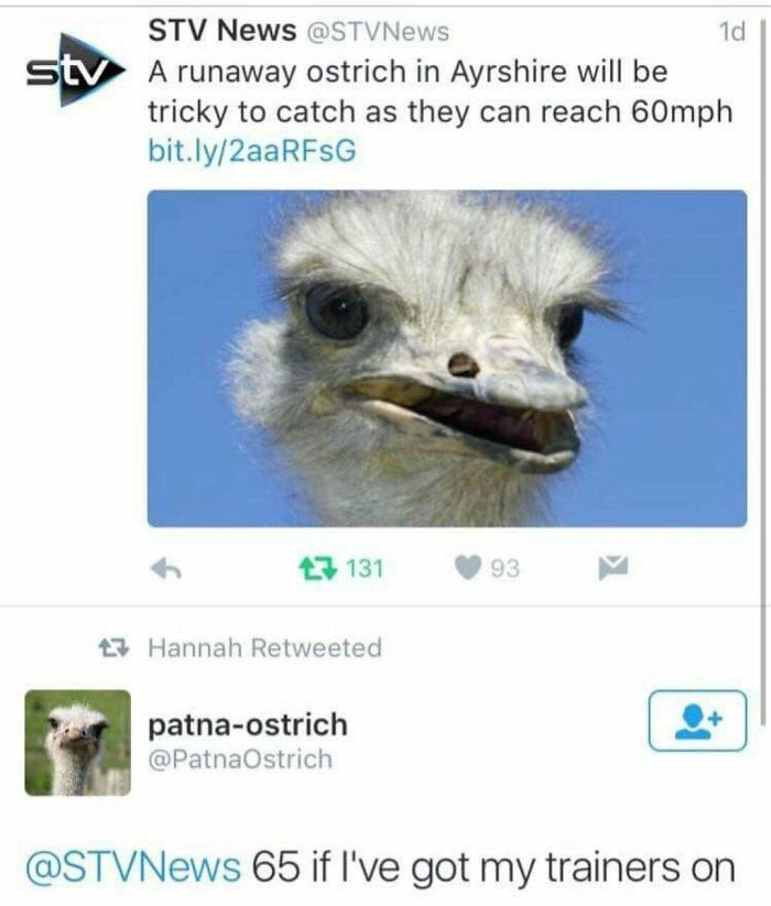 Speeding Ostrich