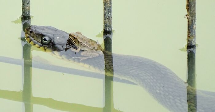 A Southern Leopard Frog On A Plain-Bellied Water Snake