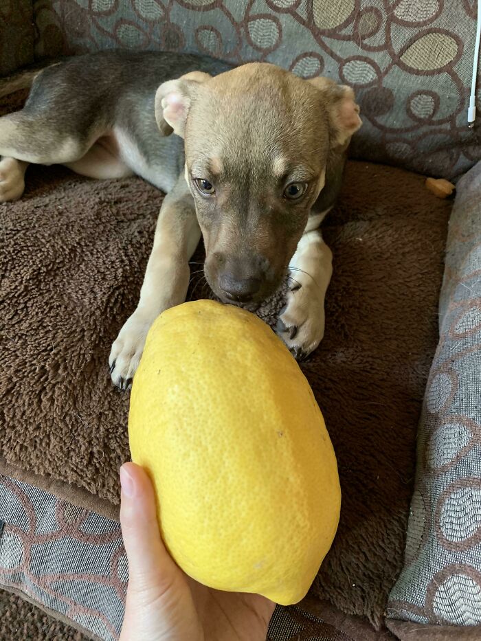 This Ridiculously Large Lemon From A Friend’s Tree. Dog For Scale