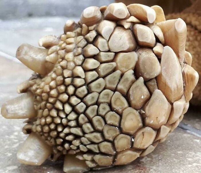 The Bottom Of A Sulcata Tortoise Foot