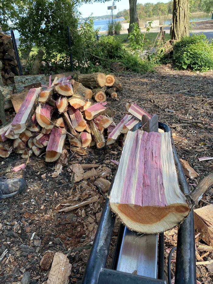 This Cedar Wood I Was Cutting Is Purple Inside