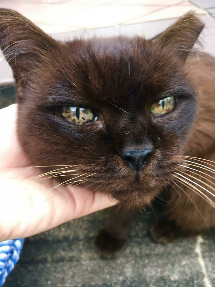 The Stray Cat Near My Workplace Has Very Unique Eyes That Look Like Gemstones