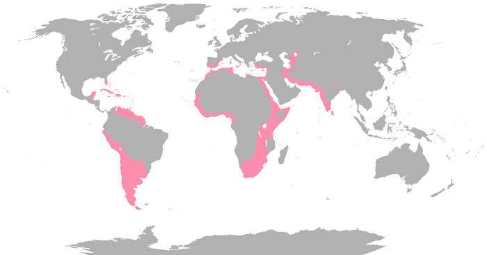 Where Flamingos Are Found Naturally In The World