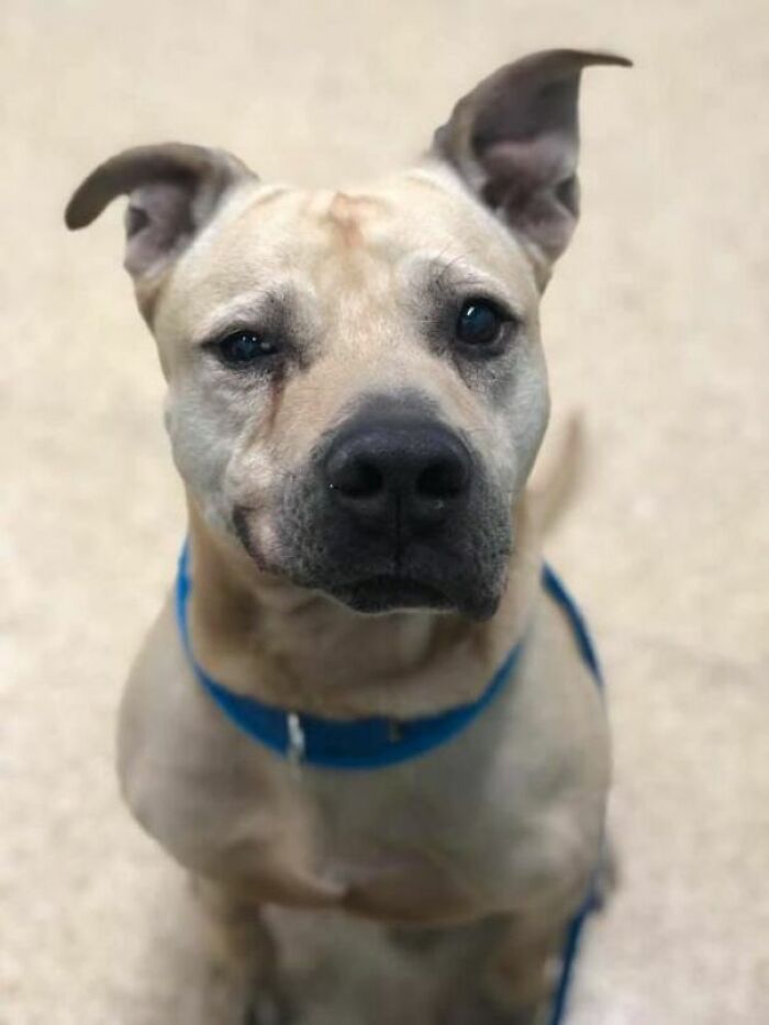 Old Man Ed's "I'm Getting Adopted!" Smile Is Both Handsome And Proud!