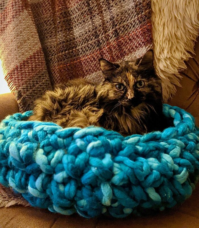 Learned How To Crochet Just For My Newly Adopted 8 Year Old Annie! She Is My First Cat And Couldn’t Be More Perfect