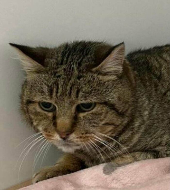 Adopting This Senior Cat Next Week He Was A Stray Found On The Streets & Is Quiet, Friendly But Sad. I Can’t Wait To Give This Boy So Much Love And Give Him The Best Life Ahead