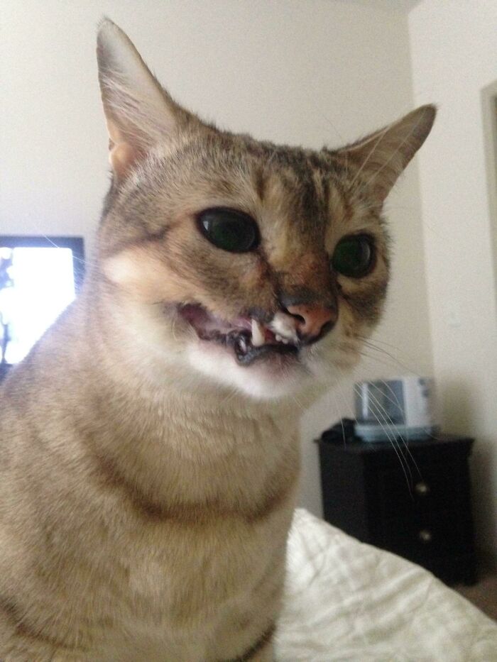 Dandy Had Part Of Her Face Shot Off (Before I Adopted Her). I Love Her Two Derpy Top Teeth
