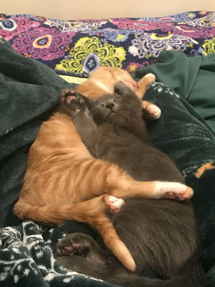 We Adopted A Bonded Pair Of Kittens From A Rescue Two Days Ago. Three Months Old, Orange Girl, Gray Boy, Brother And Sister