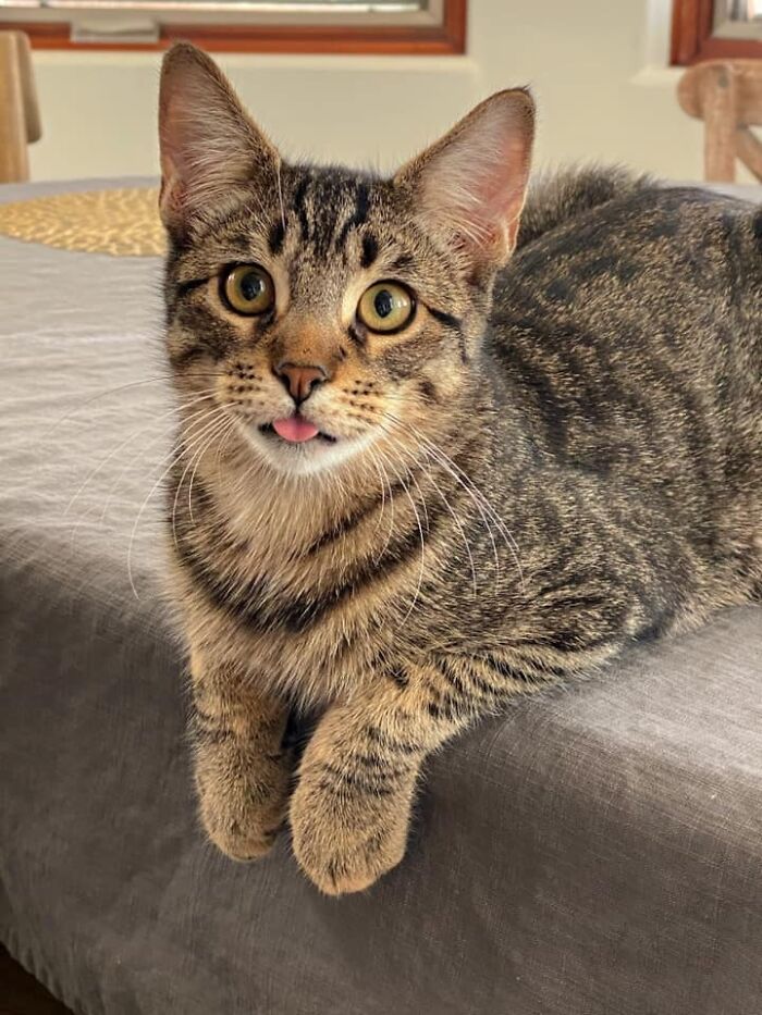 Awww... My New Adopted Kitteh Shared His First Blep! 