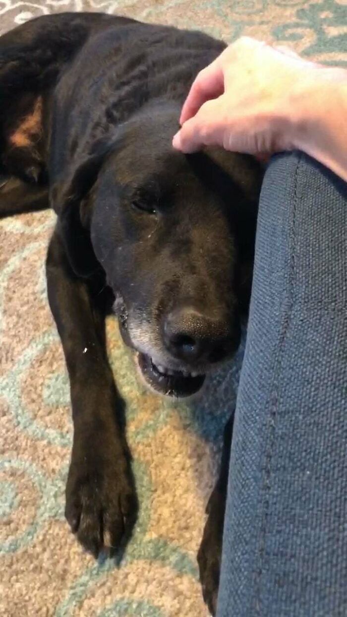 My Wife And I Just Adopted This Sweet Old Dude