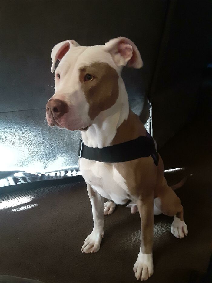 Our New Rescue Dog Patches. He Is Deaf And Would Have Been Put Down If We Didn't Adopt Him. He Is Now The Best Part Of Our Lives! I Have Cuter Photos If People Want To See!!!