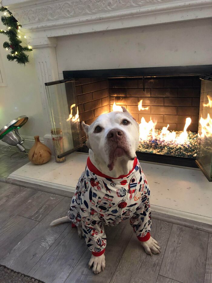Our Recently Adopted Old Pup Is Enjoying His New Rocket Jammies