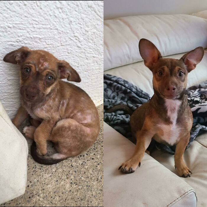 I Adopted This Baby From The Dominican Republic 1 Month Ago- My Mom Didn't Believe Me That It Was The Same Dog. I Named Him Remi And He Suffered From Mange And Malnutrition, Not Anymore!