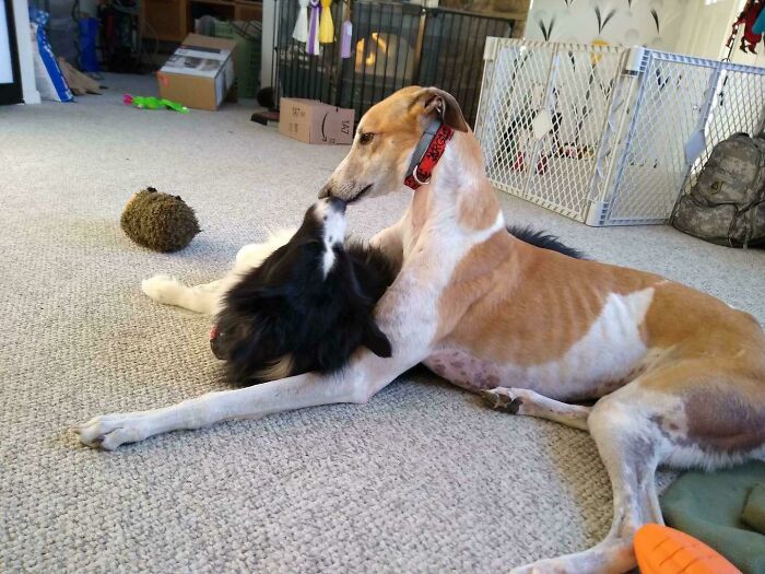 We Adopted A Retired Racing Greyhound That Was Too Afraid To Interact With Our Other Dog. A Few Months Later And They’re Over Here Smoochin