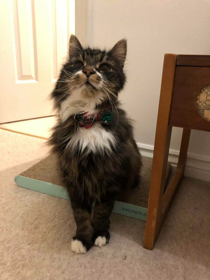 Exactly A Month Ago He Was A ‘Feral’ Cat Suffering From Multiple Infections. Today He’s My Little Old Gentleman In A Christmas Bow Tie. Merry Christmas And Happy Adoption, Gizmo!