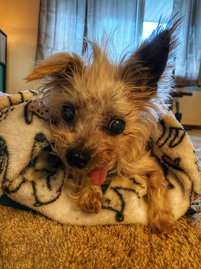 My Sister Adopted A Senior Dog - Meet Zombie