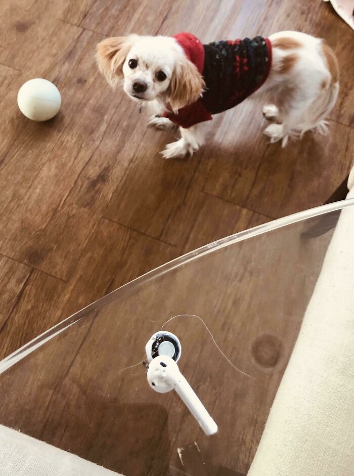 Christmas AirPods Turn Out To Be A Chewy Toy