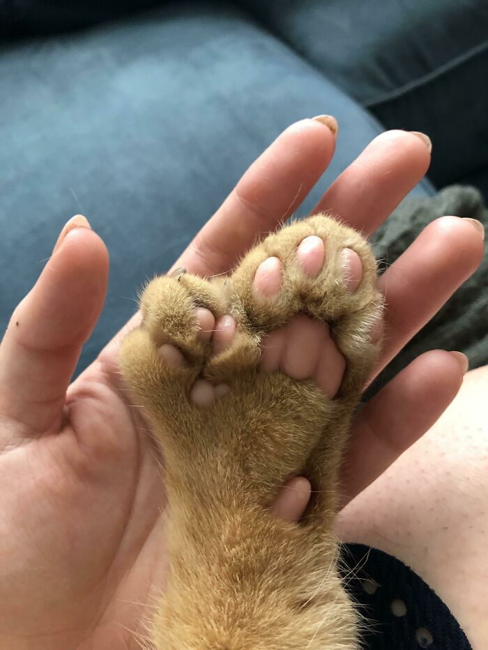 Got My Cat Wholesale And He Came With 75% Extra Beans