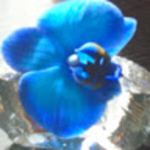 elizabethkeating avatar