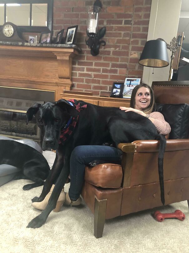 This Is Shadow. He’s A Lap Dog
