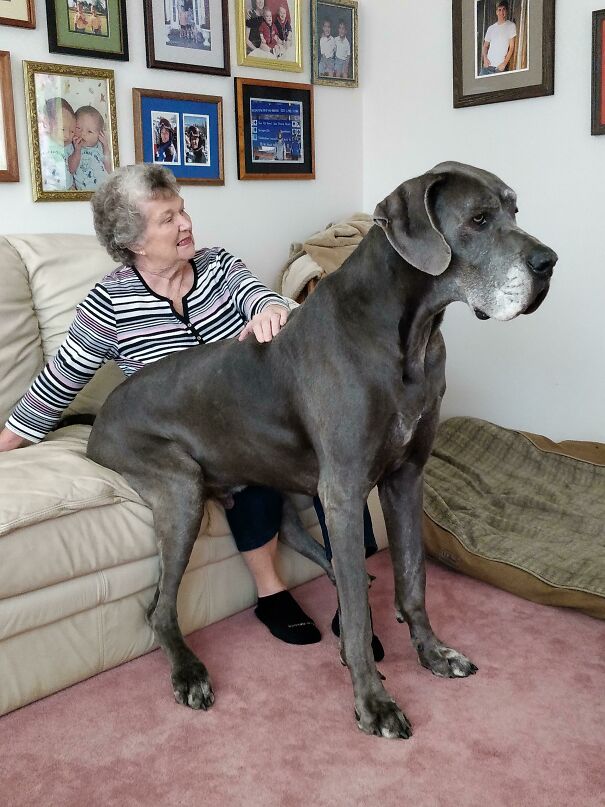 My Dog Thinks He's A Lap Dog When My Grandma Stops By