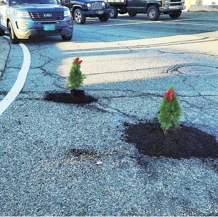 Someone In My Town Planted Christmas Trees As A Way To Get Officials To Deal With Potholes