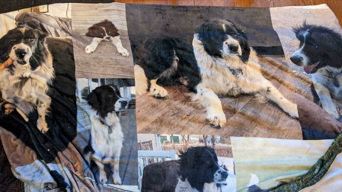 Ordered A Blanket W Photos Of Our Deceased Dog For Christmas. Received A Very Nice Blanket -- With Someone Else's Dog In It