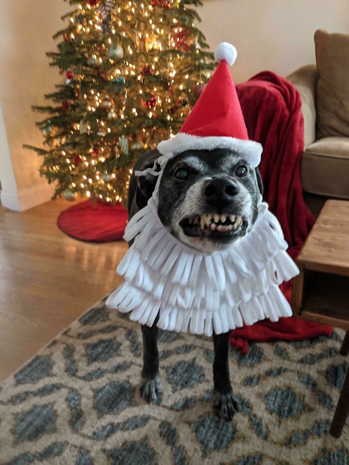 Watched My Friends Dogs Today While They Were Gone, Tried To Get A Cute Picture For Them And Ended Up With Accidental Gem/Nightmare. Merry Christmas!