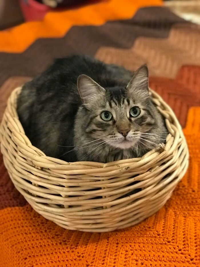 75 Cents For This Basket. Cat Was Found For Free At The Dump 5 Years Ago
