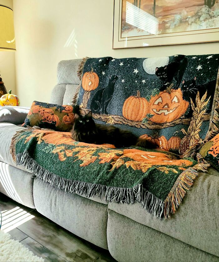 Probably My Favorite Halloween Thrift Find, This Throw Blanket And Matching Pillows. Lucky Me Found All Three Found At Different Thrift Stores. Real Black Cat For Scale
