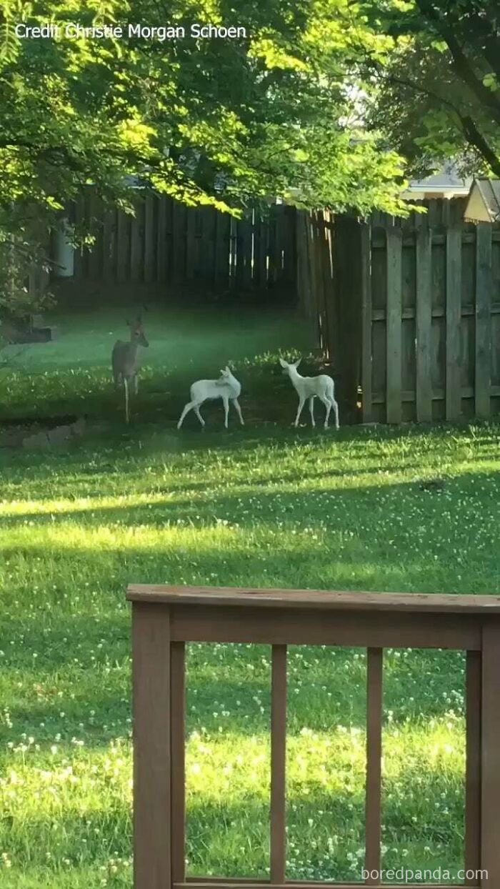 This Mother Deer Has Two Albino Fawns...