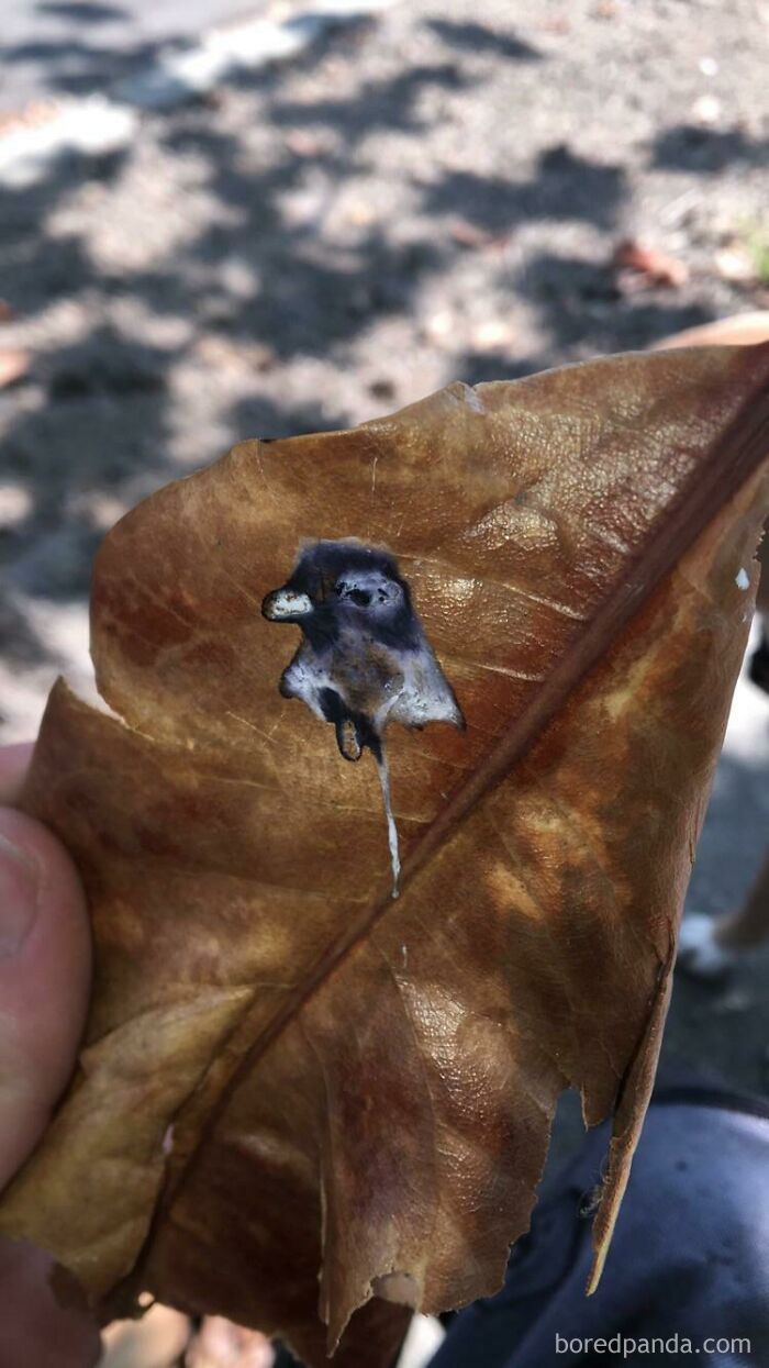 Pigeon Poops Portrait Of Itself On A Leaf