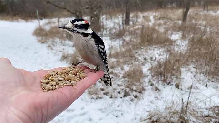 Photographer Records Fun Videos Of Birds Eating From Her Palm In Slow Motion