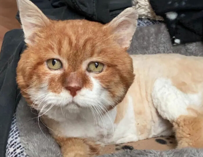 3-Legged Cat Goes Back To The House Where He Once Discovered Kindness And Finds A Family Of His Dreams