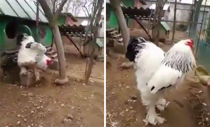 This Rooster Is An Absolute Unit