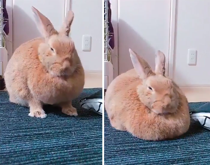This Absolute Unit Of A Rabbit Just Switched To Defense Mode