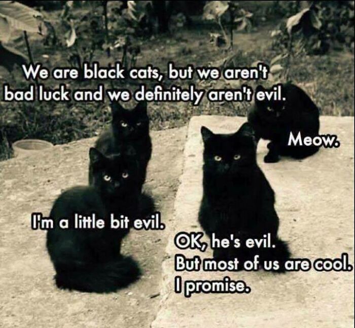 I Have A Black Cat And I Agree With This