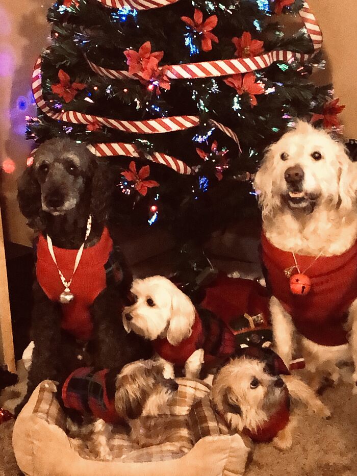 Christmas Miracle Picture. My Three And Two Grand Dogs