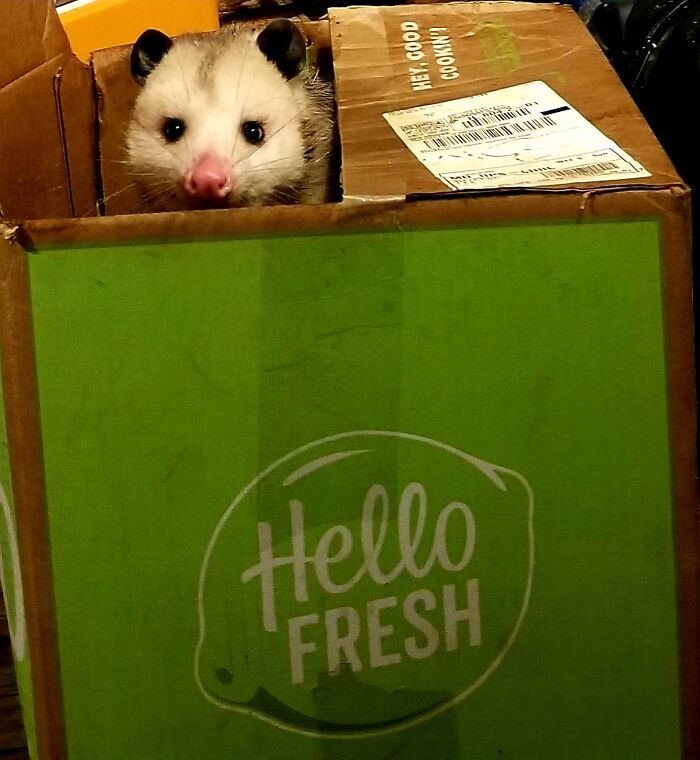 While Cleaning Out Some Space In The Refrigerator To House Our Hello Fresh Dinners, We Had An Extra Guest