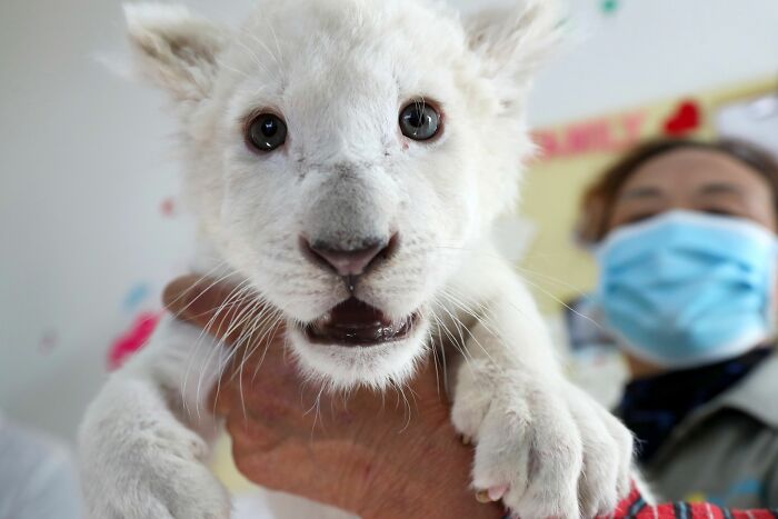 Extremely Rare White Lion Quadruplets Prepare To Meet Public For The First Time After Being Born