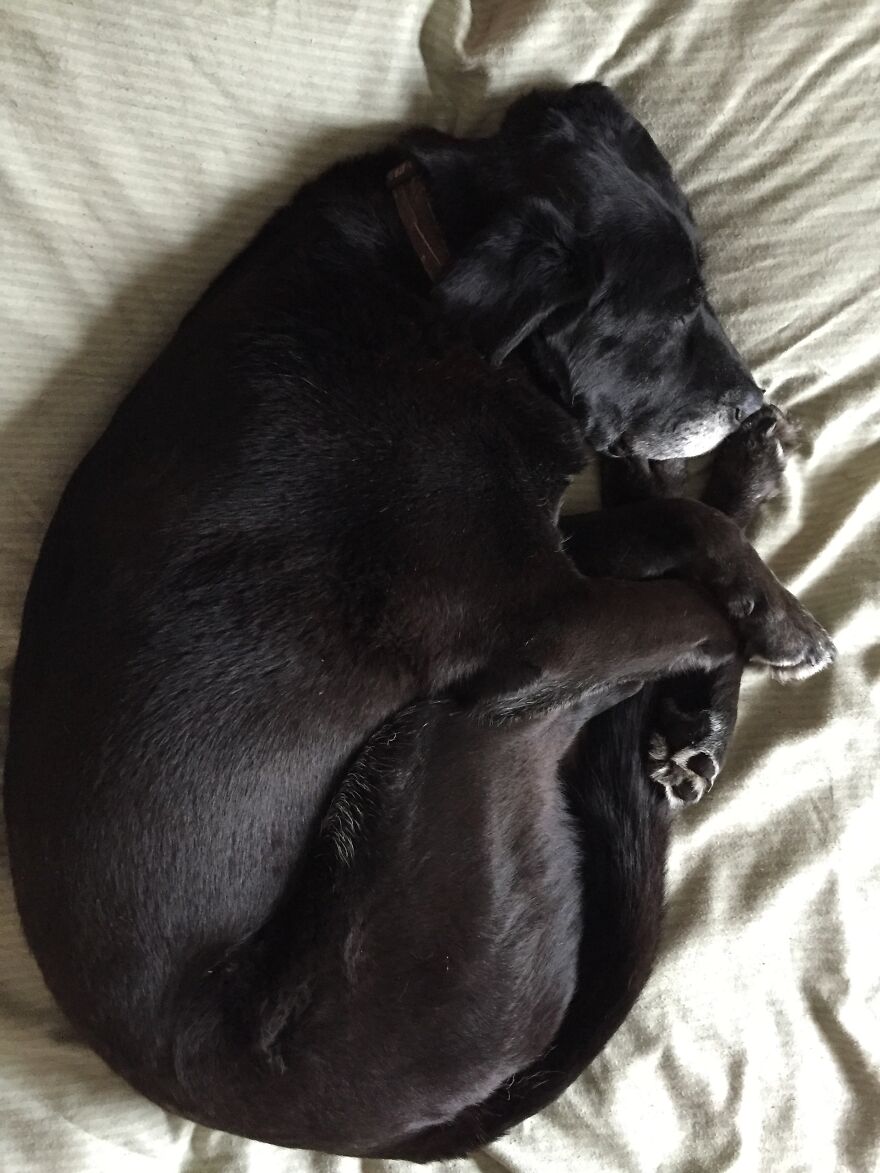 Pretzel Pooch Pretzel Pooch
