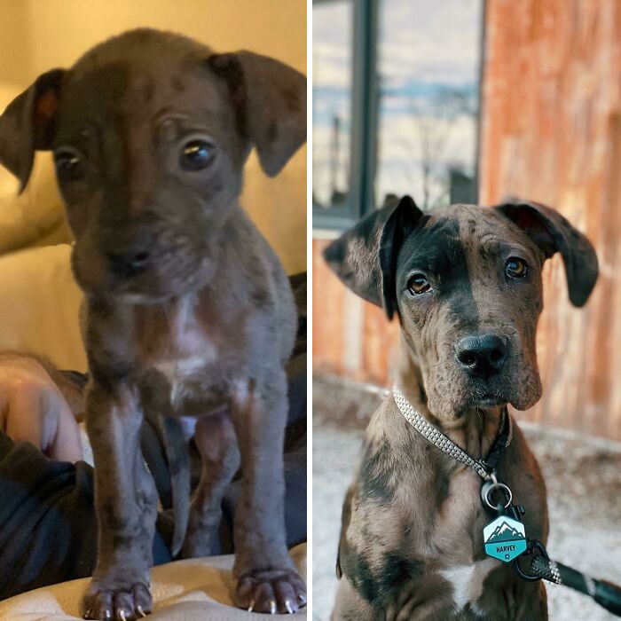 Harvey Was Born The Runt Of A 12 Puppy Litter. The First Picture Is His First Day With Us At 3.5 Pounds And Lots Of Health Issues. He’s Now 32 Pounds And Getting Quite Handsome!