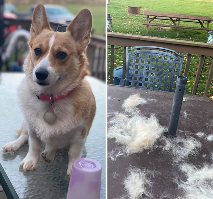 People On Facebook Are Sharing Funny Pics Of How Much Their Dogs Shed (23 Pics)