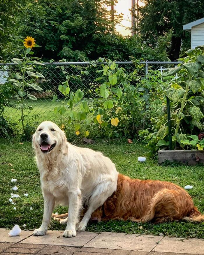 Tecumseh (English Golden) Enjoys Sitting On His Sister, Chloe