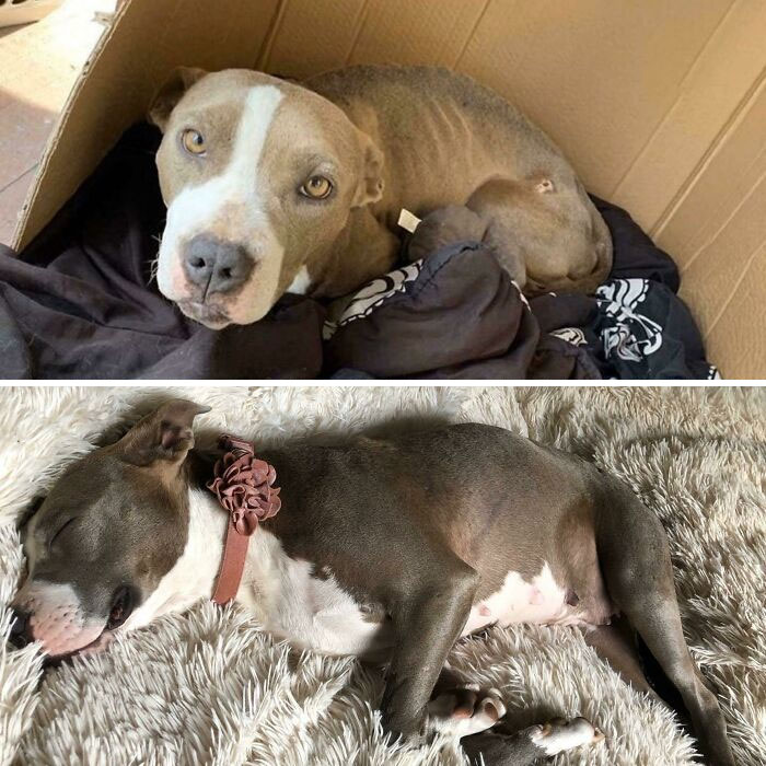 Our Foster Pup When She Was Found On The Streets As A Sick, Discarded, Breeder Mama And Then A Few Days Ago, Napping Peacefully On Our Bed