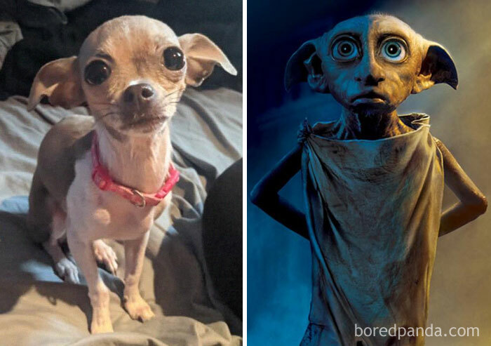 Dobby And Bella