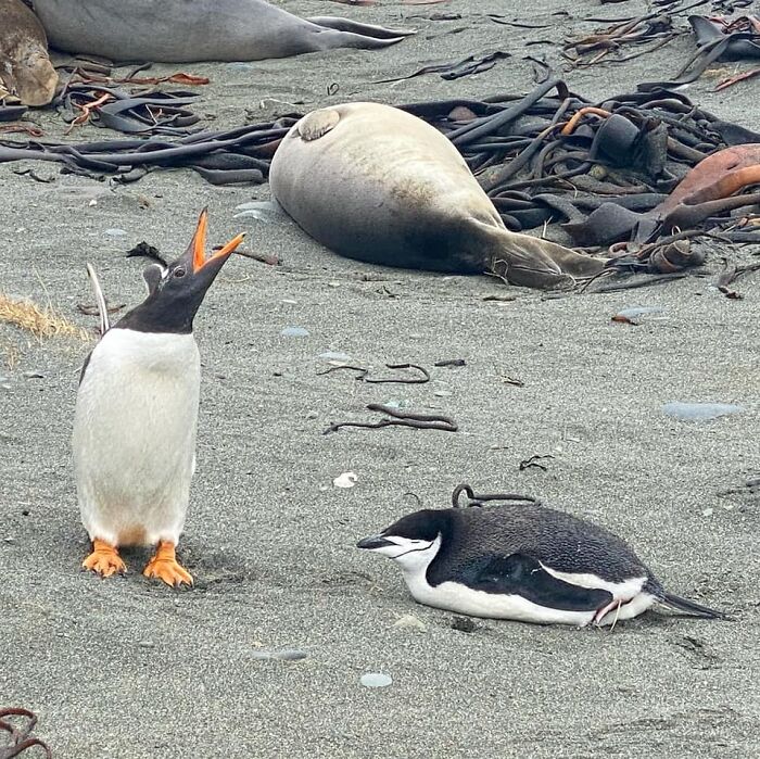 ‘Imposter! Imposter On The Beach!!!’ This Gentoo Penguin - Clearly Not Impressed With The Surprise Visit By A Chinstrap Penguin.